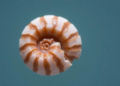 Ocean Time Capsule Reveals a Century of Brachiopod Diversity