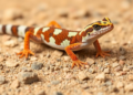 New checkered gecko discovered in Sichuan’s dry-hot valleys
