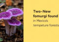 Two New Purple Fungi Found in Mexico's Temperate Forests