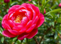 Three WRKY proteins switch on red pigment production in tree peony