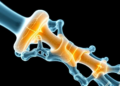 3D Bioprinted Scaffolds That Coach the Immune System to Rebuild Bone