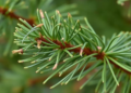 Pine Blight Pathogen Found Mostly Where Disease Symptoms Show