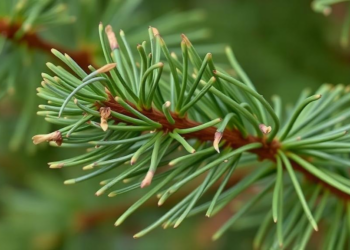 Pine Blight Pathogen Found Mostly Where Disease Symptoms Show