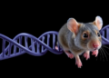 RNA Methylation Restores Heart Function in Progeria Mice