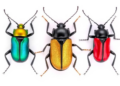 Three New Jewel Beetles Discovered Across Southern Africa