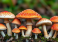 Global mushroom look-alike splits into eight species, including new genus