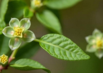 Plant Extract Shows Dual Potential Against Skin-Aging Enzymes