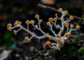 Rare branching fungus found in Pakistan’s western Himalayas