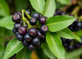 Research report: Integrated biochemical and hormonal reprogramming of Aronia melanocarpa under deficit and surplus irrigation: modulatory roles of osmoprotectants