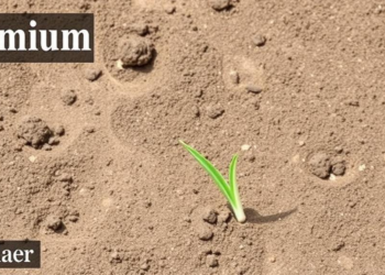 Manganese-Loaded Biochar Boosts Nitrogen Conservation in Paddy Soil Experiment