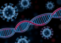 Review maps PTBP1 roles in viral RNA translation and replication