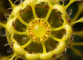 Scientists Crack Open the Cells of a Parasitic Plant That Steals From Its Hosts
