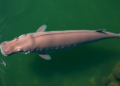 High-volume water sampling improves dugong eDNA detection