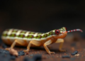 Gnathophis in Taiwan: Three new species described