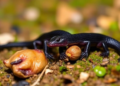 Alpine Newts Recorded Feeding on Rodent Carcass