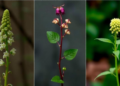 Three Plants Classified Critically Endangered in Global or Regional Red Lists