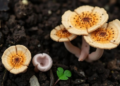 Three new soil fungi identified in China’s Cunninghamellaceae family