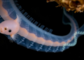 Morphology and DNA identify new cave leech genus in Guizhou