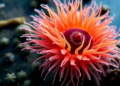 Sea anemone bacterium shows multi-target activity in vitro