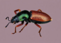 Dated phylogeny reshapes Ethiopian trechine beetle evolution