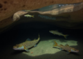 Four cave-catfish populations documented in Chiapas, Mexico