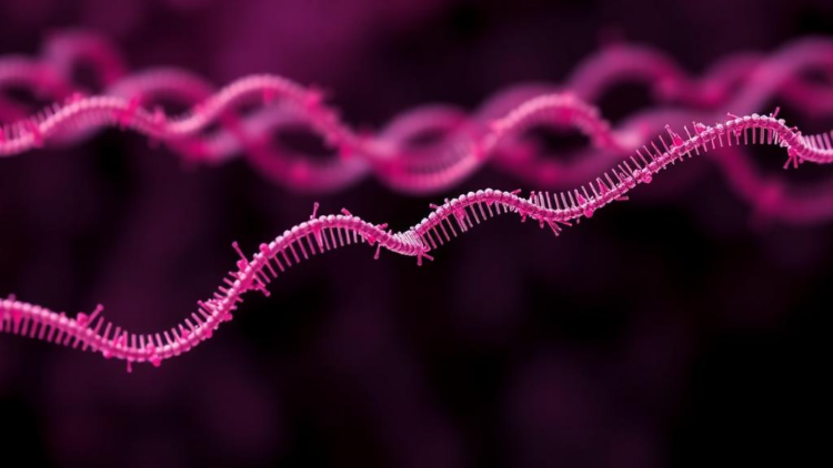 Three microRNAs reveal breast cancer resistance patterns