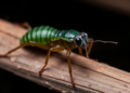 Morphological study identifies three Japanese Pterostichus species and maps regional diversity