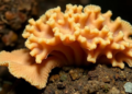Multi-locus study of Polyporales maps lineages and describes ten new species