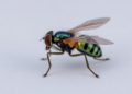 Tiny Ticino fly identified as new cryptic species