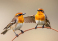 Review quantifies birds’ role as nutrient transporters
