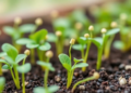 Research report: Physiological and biophysical evidence associates FeRbohB with rutin-mediated responses to PEG-simulated water deficit during common buckwheat germination