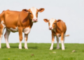 Why Some IVF Calves Grow Too Big: New Multi-Omics Study Offers Clues