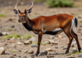 Mitochondrial DNA reveals isolated Chiloé pudu deer populations