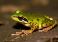 Hekou Paddy Frog Confirmed in Vietnam, Expanding Its Known Range
