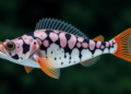 Mitogenomic and phylogenomic analyses identify a cohesive Western Atlantic lineage within the Narcine complex (Torpediniformes: Narcinidae)
