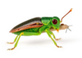 Revision reveals five new species in South African leafhopper genus