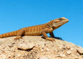 Distribution model projects narrower future range for Chilean sky island lizard