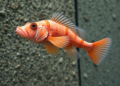 Cavefish tilt differently by flank while swimming beside walls