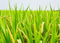Ghana's Traditional Rice Landraces Outshine Improved Varieties in Key Minerals, Study Finds