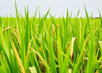 Ghana's Traditional Rice Landraces Outshine Improved Varieties in Key Minerals, Study Finds