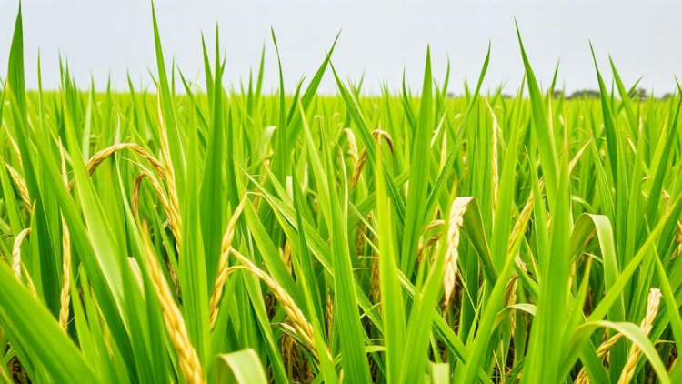 Ghana's Traditional Rice Landraces Outshine Improved Varieties in Key Minerals, Study Finds