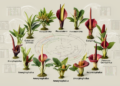 Comparative chloroplast genomics reveals codon usage and phylogeny in 16 Amorphophallus species