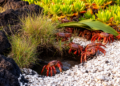 Trindade Island land crab forms groups in patchy habitat