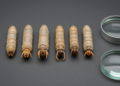Larval mouthpart morphology compared in six Notodontidae moth species