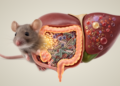 CD8 T-cell loss alters gut microbes and liver metabolism in mice