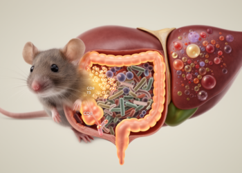 CD8 T-cell loss alters gut microbes and liver metabolism in mice