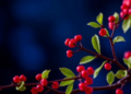 Berberine's Promise for Ovarian Syndrome Crumbles Under Research Integrity Scrutiny