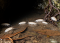 DNA taxonomy reveals high species diversity in African Metastenasellus