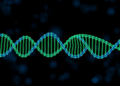 Single case links deep intronic MFSD8 variant to CLN7 disease