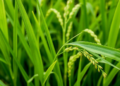 Viral Protein Weakens Rice Cell Walls, Boosting Virus Infection but Blocking Insect Pests